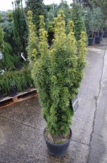 Taxus baccata ‘David’ | Venijnboom 40-50 C
