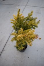 Taxus baccata ‘Semperaurea’ | Venijnboom 30-35 C3