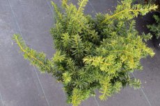 Taxus baccata ‘Summergold’ 25/30 C Taxus baccata ‘Summergold’ | Venijnboom 25-30 C