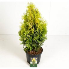 Thuja occidentalis 'Jantar'® 40/50 C5 Thuja occidentalis 'Jantar'® | Levensboom 40-50 C5
