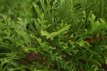 Thuja occidentalis 'Smaragd' 20/30 BW Thuja occidentalis 'Smaragd' 20-30 BW  50 st.| LEVENSBOOM
