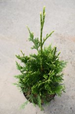 Thuja plicata ‘Can-Can’ | Levensboom 40-50 C