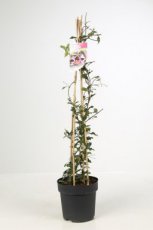 Trachelospermum Asiat. 'Pink Showers'  120 C7 Trachelospermum Asiaticum 'Pink Showers' | Sterjasmijn 90-120 C7