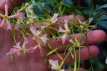 Trachelospermum Asiaticum 'Pinky Wings' 50/60 C3 Trachelospermum Asiaticum 'Pinky Wings' | Sterjasmijn 50-60 C3