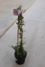 Trachelospermum Asiaticum 'Pinky Wings' 50/60 C3 Trachelospermum Asiaticum 'Pinky Wings' | Sterjasmijn 50-60 C3