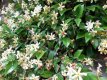 Trachelospermum jasm.'Star of Toscane' 50/60 C Trachelospermum jasminoides 'Star of Toscane' |Sterjasmijn 50-60 C