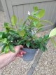 Trachelospermum jasm.'Winter Ruby'® 15/20 C2 Trachelospermum  jasminoides 'Winter Ruby'® | Sterjasmijn 15-20 C2