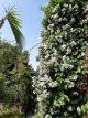 Trachelospermum jasminoides 50-60 C Trachelospermum jasminoides- PROMO | Sterjasmijn 50-60 C