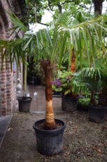 Trachycarpus fort. 'Coconut look' 140/150 C50 Trachycarpus fortunei 'Coconut Look' | Palmboom 140-150 C50