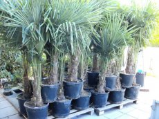 Trachycarpus fortunei 130-150 C50 Trachycarpus fortunei (= Chamaerops excelsa) | Palmboom 130-150 C50