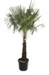Trachycarpus fortunei 140-160 C50 Trachycarpus fortunei (= Chamaerops excelsa) | Palmboom 140-160 C50