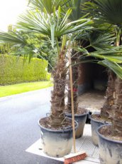 Trachycarpus fortunei 160-180 C50 Trachycarpus fortunei (= Chamaerops excelsa) | Palmboom 160-180 C50