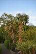 Trachycarpus fortunei 380-430 C350 Trachycarpus fortunei  (= Chamaerops excelsa) | Palmboom 380-430 C350