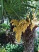 Trachycarpus fortunei 80/100 C10 Trachycarpus fortunei - SUPERPROMO | Palmboom 80-100 C10