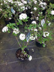 Viburnum burkwoodii ‘Anne Russell’ - Sneeuwbal 25-30 C