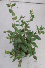 Viburnum burkwoodii - Sneeuwbal   50-60 C3