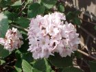 Viburnum carlesii ‘Aurora’ - Sneeuwbal  40-60 C