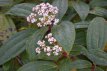 Viburnum plic. ‘Grandiflorum’ 60/80 C Viburnum plicatum ‘Grandiflorum’ - Sneeuwbal  60-80  C