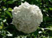Viburnum plic. ‘Grandiflorum’ 60/80 C Viburnum plicatum ‘Grandiflorum’ - Sneeuwbal  60-80  C