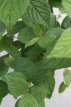 Viburnum plicatum 'Lanarth' 50/60 C5 Viburnum plicatum ‘Lanarth’ - Sneeuwbal 50-60 C5