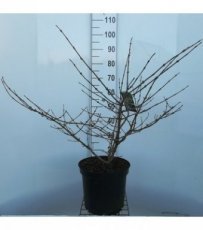 Viburnum plicatum ‘Mariesii’ 60/80 C10 Viburnum plicatum ‘Mariesii’ - Sneeuwbal  60-80  C10