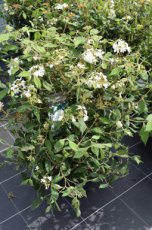 Viburnum plicatum 'Watanabe' 30/40 C Viburnum plicatum ‘Watanabe’ - Sneeuwbal  30-40 C
