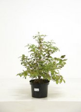 Viburnum plicatum ‘Watanabe’ 40/50 C10 Viburnum plicatum ‘Watanabe’ - Sneeuwbal 40-50  C10