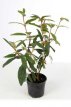 Viburnum rhytidophyllum 30/50 C Viburnum rhytidophyllum - Japanse sneeuwbal  30-50 C