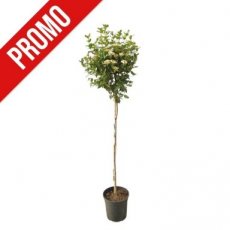 Viburnum tinus ‘Eve Price’- stam 90 C12 Viburnum tinus ‘Eve Price’ Sneeuwbal - PROMO - stam 90 C12