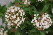 Viburnum tinus 'Eve Price' 25/30 C Viburnum tinus ‘Eve Price’ - Sneeuwbal  25-30 C