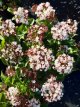 Viburnum tinus 'Lisa Rose'® 25/30 C Viburnum tinus  'Lisa Rose'®(=Loren) - Sneeuwbal  25-30 C