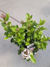 Viburnum tinus 'Lisa Rose'® 25/30 C Viburnum tinus  'Lisa Rose'®(=Loren) - Sneeuwbal  25-30 C