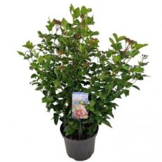 Viburnum tinus 'Lisa Rose'® 60/80 C Viburnum tinus 'Lisa Rose'® - Sneeuwbal 60-80 C