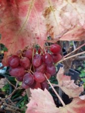 Vitis vin. 'Suffolk Red' 100/120 C4 Vitis vinifera 'Suffolk Red' | Rode pitloze druif 100/120 C4