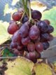 Vitis vin. 'Sweety'® 100/120 C4 Vitis vinifera 'Sweety'® | Blauwviolette pitloze druif 100/120 C4