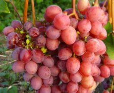 Vitis vin.'Vanessa' 25/30 P11 Vitis vinifera 'Vanessa' | Rode pitloze druif 25/30 P11