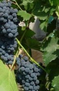 Vitis vinifera 'Cabernet Franc' 60/80 C4 Vitis vinifera 'Cabernet Franc' | Blauwe druif-Wijndruif 60/80 C4