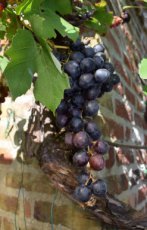Vitis vinifera 'Flame Seedless' | Roze druif-pitloos 30/40 P11