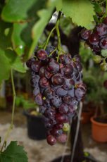Vitis vinifera 'Frankenthaler' Vitis vinifera 'Frankenthaler'(=Black Hamburg) | Blauwe druif 30/40 P13