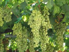Vitis vinifera 'Lakemont' | Witte pitloze druif  90/120 C4