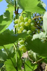 Vitis vinifera 'Müller-Thurgau' | Witte druif 30/40 P11