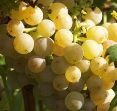 Vitis vinifera 'Phoenix' | Witte druif 30/40 P11