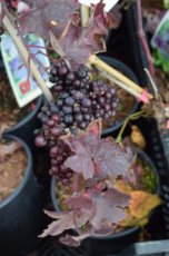Vitis vinifera ‘Purpurea’ 60/80 C Vitis vinifera ‘Purpurea’ | Druif 60-80 C