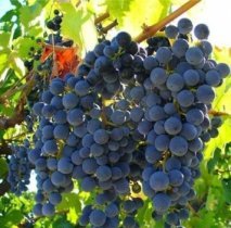 Vitis vinifera 'Regent' | Blauwe druif 30/40 P13