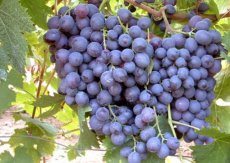 Vitis vinifera 'Romeo' | Blauwe druif 30/40 P11
