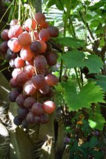Vitis vinifera 'Spulga' Vitis vinifera 'Spulga' | Rode druif 30/40 P11