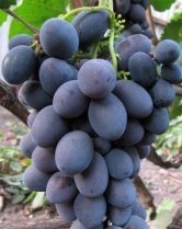 Vitis vinifera 'Zilga' | Blauwe druif 30/40 P11