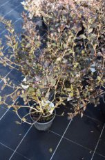 Weigela flor. 'Nana Purpurea' 30/40 C Weigela florida ‘Nana Purpurea’  30-40 C