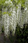 Wisteria sinensis ‘Alba’ | Witte regen 80-100 C