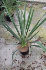 Yucca filamentosa | Palmlelie 30-40 C3